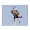 Funny Balancing Mouse Comic, 24 x 30 Inch Canvas Wall Art view 1