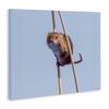 Funny Balancing Mouse Comic, 24 x 30 Inch Canvas Wall Art view 2