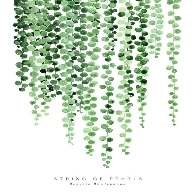 Watercolor string of pearls Poster Print - Blursbyai Rosana Laiz (16 x 24)