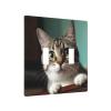 2-Gang Toggle Switch Wall Plates A Curious Cat Printing Double Toggle Electrical Faceplate Double Gang Toggle Light Switch Covers Impact Resistant Polycarbonate Standard Size 4.5 X 4.5 view 2