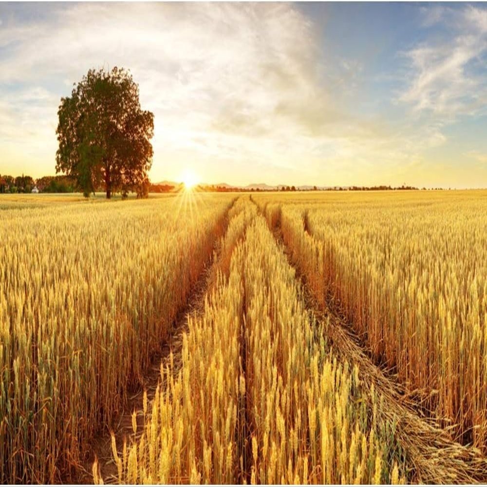 Baocicco 10x7ft Background Field Freshly Bales Harvest Sunset Photography Backdrop Autumn Agriculture Straw Country Harvest Reap Farmland Photo Studio Props Wallpaper Shoot Booth PhotoCall