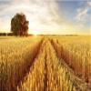 Baocicco 10x7ft Background Field Freshly Bales Harvest Sunset Photography Backdrop Autumn Agriculture Straw Country Harvest Reap Farmland Photo Studio Props Wallpaper Shoot Booth PhotoCall view 1