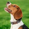 NFL Green Bay Packers Football Apple AIR TAG Holder for Dogs, Case for Apple Airtag Tracker, GPS Dog Tracking Device Collar Holder view 4