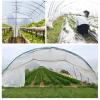 XHTLLO Transparent PE Plastic Greenhouse Film, Dustproof Garden Plant Cover, 150m Agricultural Accessory, High Light Transmittance, Weather(2 * 8M) view 3