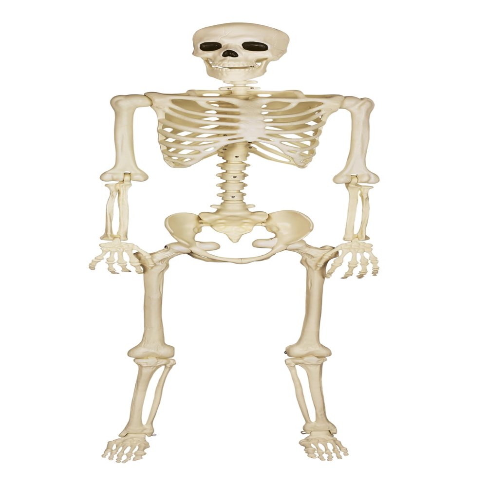 Spirit Halloween 5 Ft Black Light Pose 'N' Stay Skeleton, Multicolor