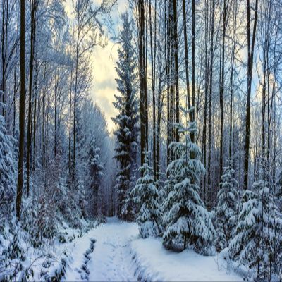 Loccor 12x8ft Fabric Winter Snowy Forest Backdrop Winter Wonderland Woods Path Covered Snow Landscape Background Winter Outdoor Nature Scene Home Wallpaper Photo Studio Props