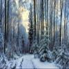 Loccor 12x8ft Fabric Winter Snowy Forest Backdrop Winter Wonderland Woods Path Covered Snow Landscape Background Winter Outdoor Nature Scene Home Wallpaper Photo Studio Props view 1