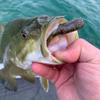 Great Lakes Finesse Mini Pro Tube Head - 1/4 oz view 3