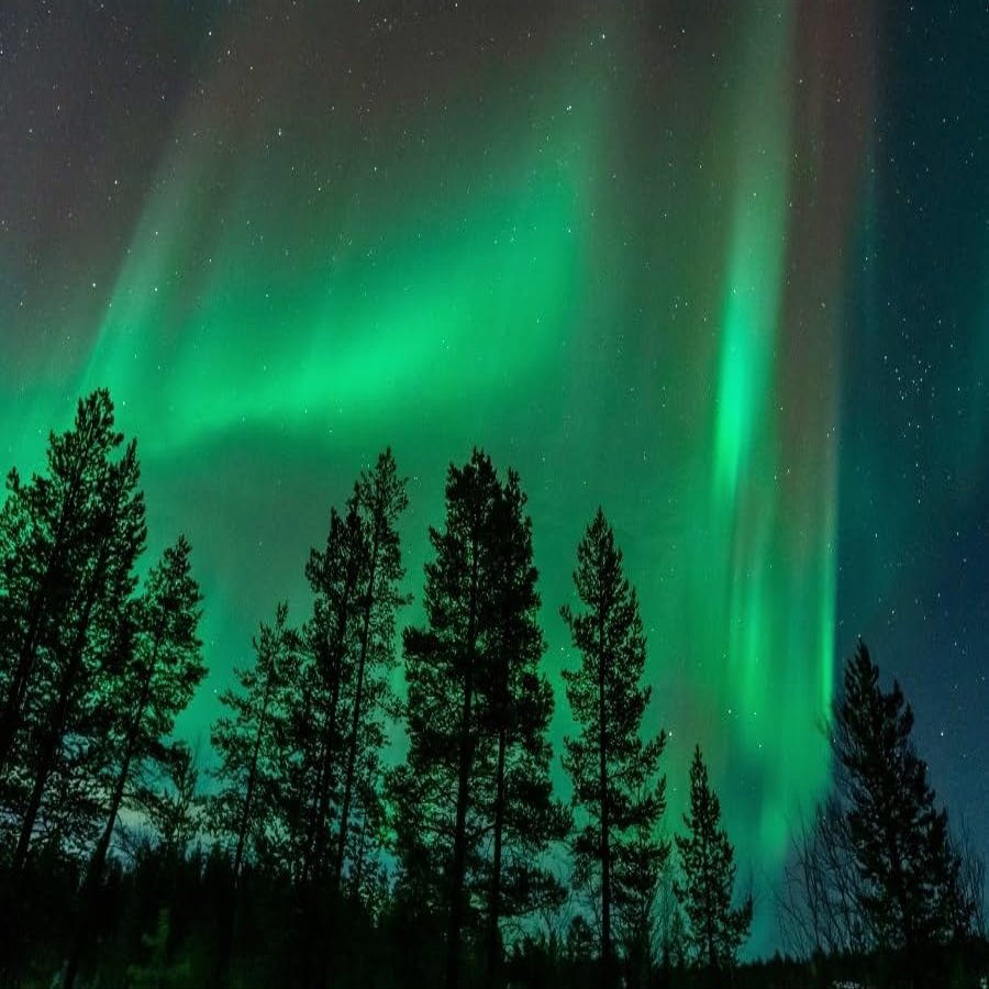 20x10ft Forest Backdrop Woodland Night Photography Background Green Aurora Backdrop Night Jungle Natural Landscape Background Decorations for Kids Adult Outdoor Adventure Photo Shot Props