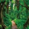 15x10ft Forest Backdrop Tropical Rain Forest Photography Background Path Backdrop Natural Tropical Jungle Landscape Background for Kids Adult Holiday Tourism Banner Photo Shot Props view 1