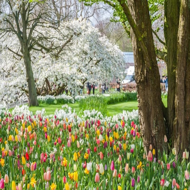 10x6.5ft Spring Garden Backdrop Spring Forest Park Photography Backdrop Blooming Tulip Flowers White Flowers Background Children Spring Outdoor Outing Art Portraits Photo Studio Props