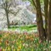 10x6.5ft Spring Garden Backdrop Spring Forest Park Photography Backdrop Blooming Tulip Flowers White Flowers Background Children Spring Outdoor Outing Art Portraits Photo Studio Props view 1