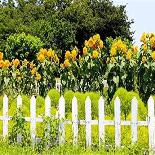 10x8ft Spring Backdrop Sunflower Garden Photography Background Green Grass Backdrop Forest Park Natural Landscape Background Birthday Kids Boy Spring Tour Photo Shoot Photo Props