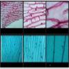Microscope Student Microscope Magnification Microscope Student Monocular Microscope Optical Microscope 1600X Learning Tool for Bioscience Research High Precision and Clarit view 3
