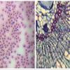 Child Microscope Optical Electronics Student 80X-800X Monocular Microscope All Glass Optics Coarse Focus Mirror Illumination Microscope view 3