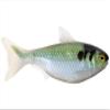 6.5 Shad Unrigged-Blue/Green view 1
