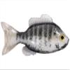 3.8 Sunfish Unrigged-White/Albino view 1