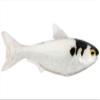 5.5 Shad Unrigged-White/Albino view 1