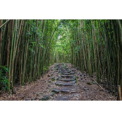 YongFoto Green Bamboo Backdrop 9x6ft Bamboo Forest Trail Nature Scenery Photography Background Birthday Wedding Party Banner Courtyard Living Room Sofa Wall Decor Photoshoot Wallpaper Booth Props