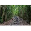 YongFoto Green Bamboo Backdrop 9x6ft Bamboo Forest Trail Nature Scenery Photography Background Birthday Wedding Party Banner Courtyard Living Room Sofa Wall Decor Photoshoot Wallpaper Booth Props view 1