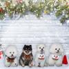 10x10ft Christmas Photography Backdrop White Wooden Snower Scene Christmas Pine Tree Background for Family Child Holiday Portrait Photoshoot Props view 3