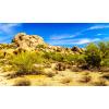 Desert Reptile Tank Background Barrel Cacti at Boulders Terrarium Background Desert Landscape Reptile Terrarium Background Rocky Bush Reptile Habitat Background Bearded Dragon Tank Background 36x18in view 1