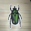 Green Chafer Beetle Vinyl Sticker, Waterproof June Bug Decal, Insect Waterbottle Decor, Entomology Laptop Decoration view 1