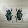 Green Chafer Beetle Vinyl Sticker, Waterproof June Bug Decal, Insect Waterbottle Decor, Entomology Laptop Decoration view 2
