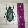 Green Chafer Beetle Vinyl Sticker, Waterproof June Bug Decal, Insect Waterbottle Decor, Entomology Laptop Decoration view 3