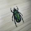 Green Chafer Beetle Vinyl Sticker, Waterproof June Bug Decal, Insect Waterbottle Decor, Entomology Laptop Decoration view 4