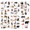 60pcs Cute Real Animal Stickers, True Safari Jungle Stickers for Kids Small Vinyl Waterproof Realistic Wild Zoo Animal Decals for Water Bottles, Laptops, and Scrapbooks Party Gift view 1
