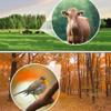 10x50 Roof Prism Binoculars for Adults,Binoculars for Adults and Kids,22mm Large View Eyepiece,with Low Light Night Vision,for Birds Watching Hunting - Waterproof view 3