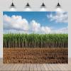 CHNYWORK 15ftx10ft Sugar Cane Plantation Backdrop Fresh Green Sugar Cane Trees with Blue Sky Background Farmer Sugar Cane Harvest Party Decor Portrait Photo Studio Props view 1