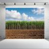 CHNYWORK 15ftx10ft Sugar Cane Plantation Backdrop Fresh Green Sugar Cane Trees with Blue Sky Background Farmer Sugar Cane Harvest Party Decor Portrait Photo Studio Props view 2