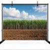 CHNYWORK 15ftx10ft Sugar Cane Plantation Backdrop Fresh Green Sugar Cane Trees with Blue Sky Background Farmer Sugar Cane Harvest Party Decor Portrait Photo Studio Props view 3