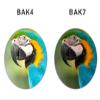 1042 Binoculars for Adult, HD Professional Large Eyepiece Wide Angle Handheld Straight Outdoor Hunting- FMC Coated BAK4 Prism view 3