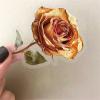 100PCS Masquerade Transparent Stickers Pack,Halloween Aesthetic Retro Masked Ball Decor for Laptop Gifts for Teens Adults Waterproof PET Dried Rose Stickers for Notebook Phone Halloween Party Favors view 4