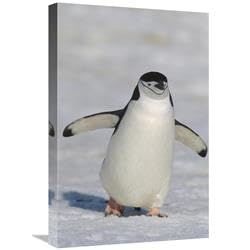 16 x 24 in. Chinstrap Penguin Walking Towards Camera, Antarctica Art Print - Konrad Wothe