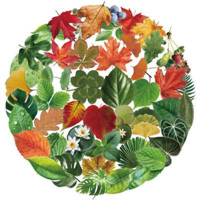 50PCS Green Leaf Transparent Stickers for Scrapbook Laptop Water Bottle Journaling Notebooks Helmet Skateboard Phone Cases,Nature Greenery Plant Aesthetic Waterproof Decals for Teens Kids Adults