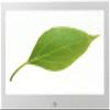 10" Digital Photo Frame with Video Player, Remote Control, USB/SD/TF Support, Music & Clock view 1