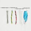 100m high Flexibility CNC Twisted Pair Shielded Cable 2/4/6/8/10/12core 26 24 22 20 18 17AWG TRVVPS Oil Resistant and Bending Cable(20 AWG 0.5MM,6 Cores) view 4