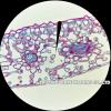 1pc Water Droplet Microscope Eyepiece Micrometer Needle Pointer Microscope Ocular Graticule for Lens(1PC Diameter 20mm) view 2