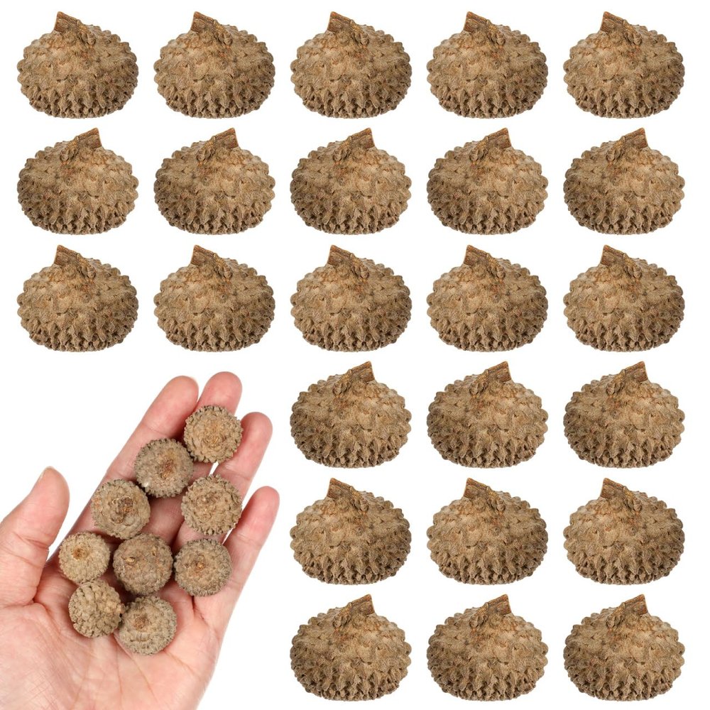 VILLCASE 50Pcs Natural Acorn Shells 0.78In for Crafting Wedding Autumn Party Dried Flower Art Photo Props Seasonal Hanging Decor