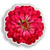Zinnia Flower Vinyl Decal Sticker for Car, Laptop, Tumbler and More # A019052-14 x 14" view 1