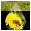 10x42 Powerful Monocular Telescope - HD, Long Range, Waterproof, Compact for Bird Watching and Camping, Sharp Images view 4