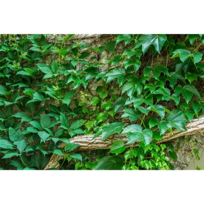 Stone Wall Texture Aquarium Background Green Ivy Old Stone Wall Pattern Fish Tank Background Lush Ivy Reptile Tank Backgrounds Vintage Walls Fresh Green Grass Reptile Enclosure Backgrounds 72x16in