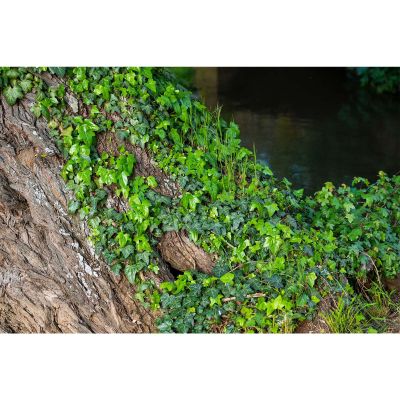 Rough Tree Bark Aquarium Background Lush Ivy Climbs on Tree Bark Fish Tank Background Lush Ivy Reptile Tank Backgrounds Vintage Old Brown Barks Fresh Green Grass Reptile Enclosure Backgrounds 36x20in