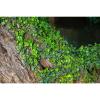 Rough Tree Bark Aquarium Background Lush Ivy Climbs on Tree Bark Fish Tank Background Lush Ivy Reptile Tank Backgrounds Vintage Old Brown Barks Fresh Green Grass Reptile Enclosure Backgrounds 72x24in view 1