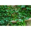 Stone Wall Texture Aquarium Background Green Ivy Old Stone Wall Pattern Fish Tank Background Lush Ivy Reptile Tank Backgrounds Vintage Walls Fresh Green Grass Reptile Enclosure Backgrounds 60x24in view 1