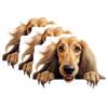 (3 Pack) Afghan Hound Decals - Laptop Decal - Dog Breed Stickers - 3 Inches On Longest Side - Easy Peel & Apply - Made in USA - 3MCS8579 view 1